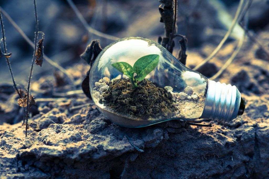 clear-light-bulb-planter-on-gray-rock-1108572 A small plant sprouts in soil inside a light bulb, symbolizing eco-friendly and sustainable growth.